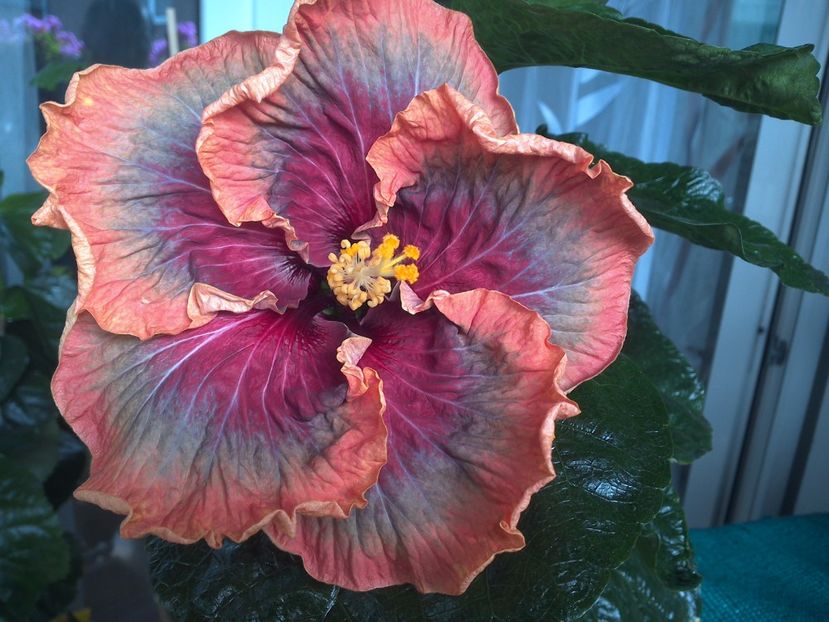 WIN_20170809_111158 - Tahitian Purple Passion