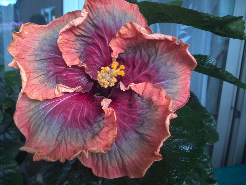 WIN_20170809_111201 - Tahitian Purple Passion