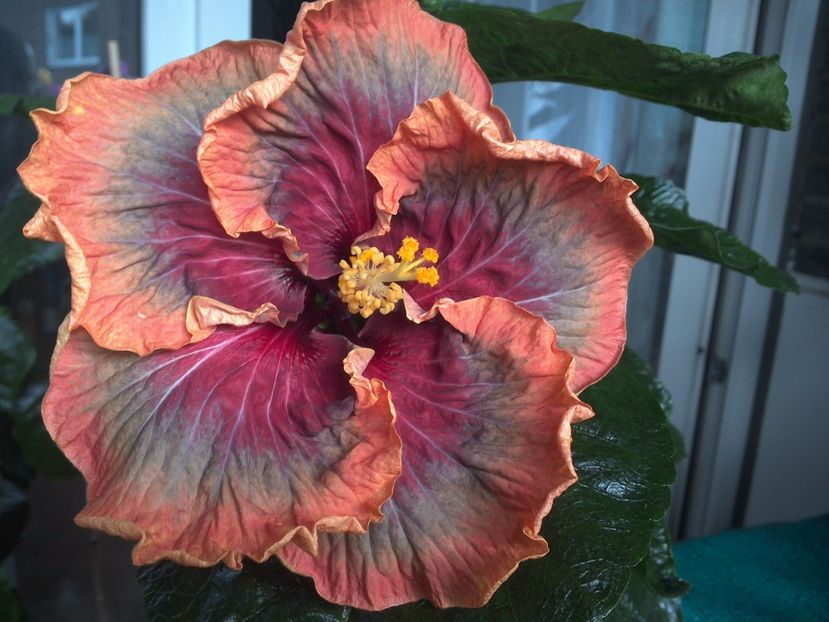 WIN_20170809_111213 - Tahitian Purple Passion