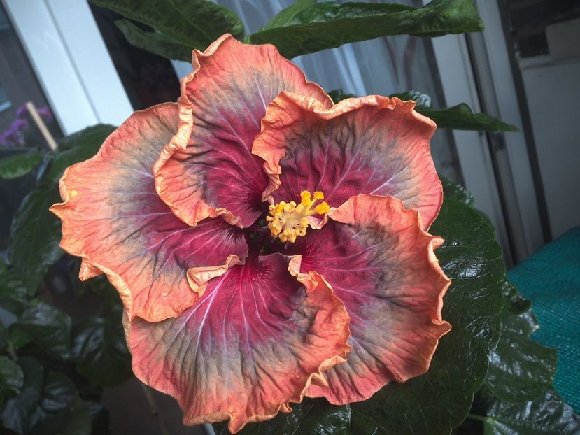 WIN_20170809_111226 - Tahitian Purple Passion