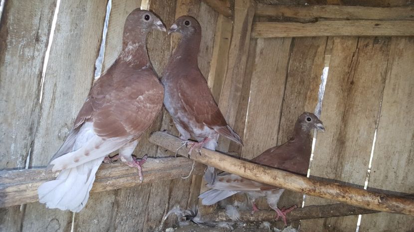 Pui 2017 - Porumbei voianjori rosii si ceilalti porumbei voianjori ai mei