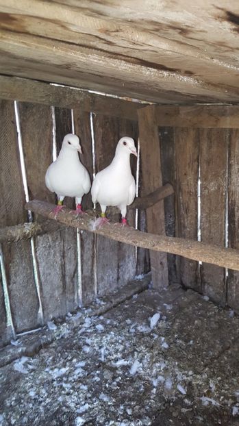 Voianjori albii 2016 - Porumbei voianjori rosii si ceilalti porumbei voianjori ai mei