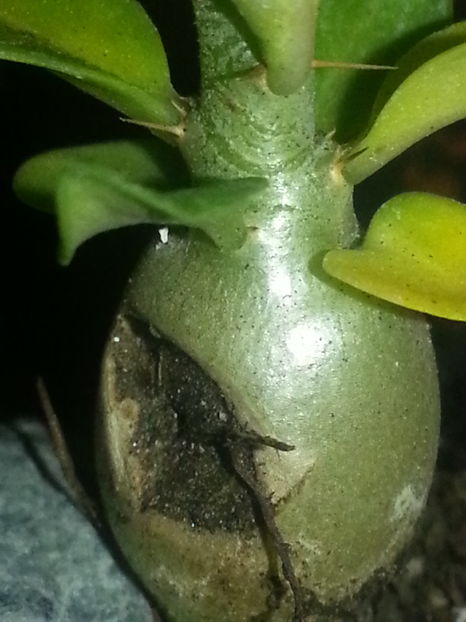 Pachypodium bispinosum - Plante achizitionate