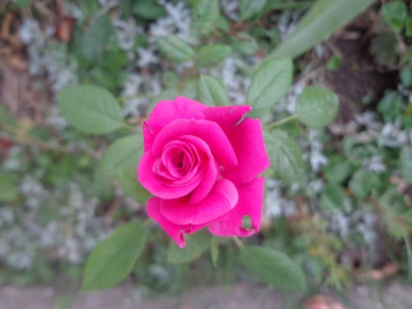  - Bucurii in gradina