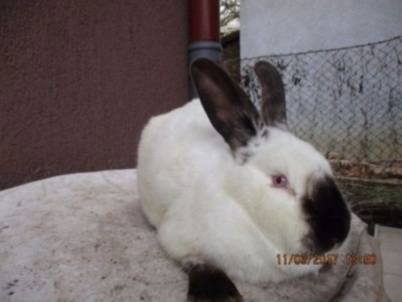 fem !! - X ARHIVA IEPURI CE AM AVUT