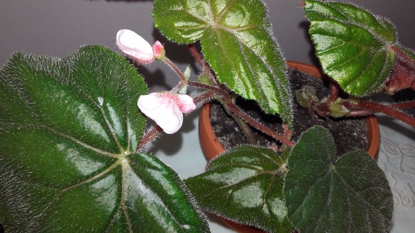 20170809_125032[1] - la alte begonii