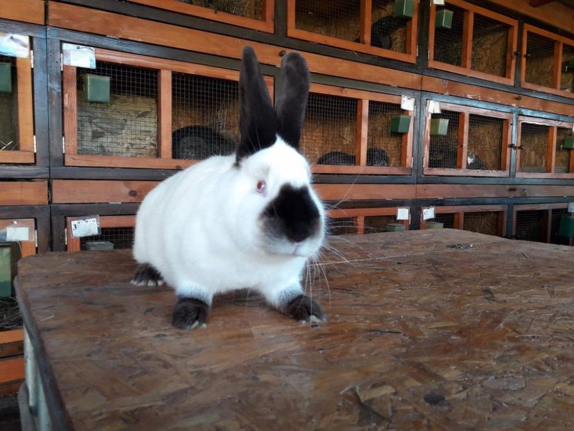 received_1556226261095712 - A-IEPURI TINERET CALIFORNIAN B