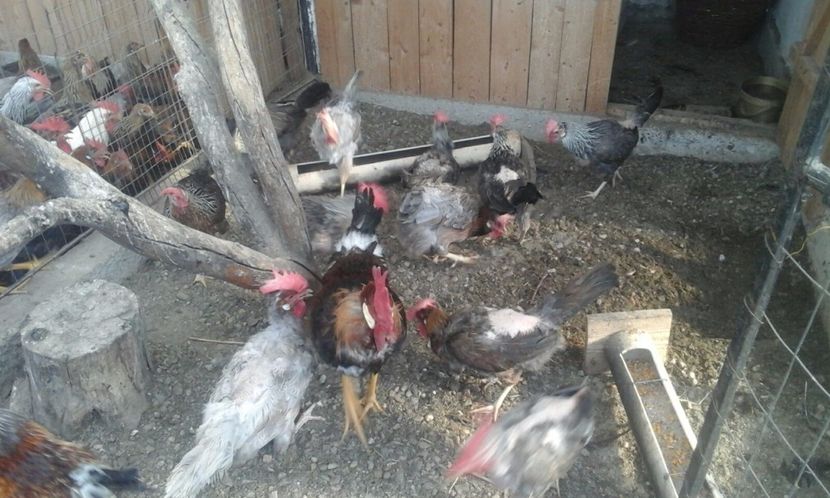 IMG-20170806-WA0008 - De vanzare gaini italiene 2018