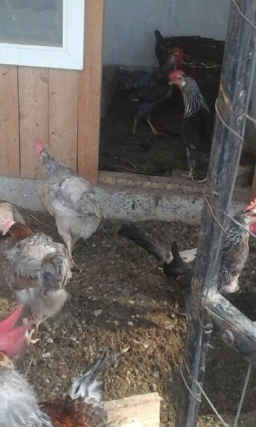 IMG-20170806-WA0009 - De vanzare gaini italiene 2018