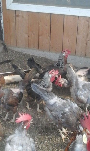 IMG-20170806-WA0010 - De vanzare gaini italiene 2018