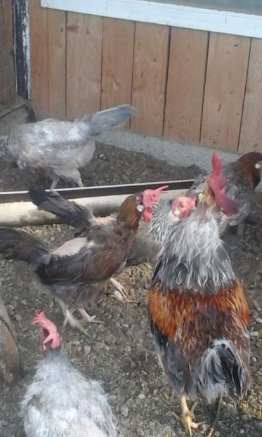 IMG-20170806-WA0011 - De vanzare gaini italiene 2018