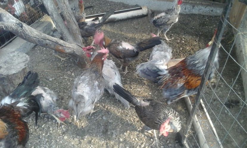 IMG-20170806-WA0012 - De vanzare gaini italiene 2018