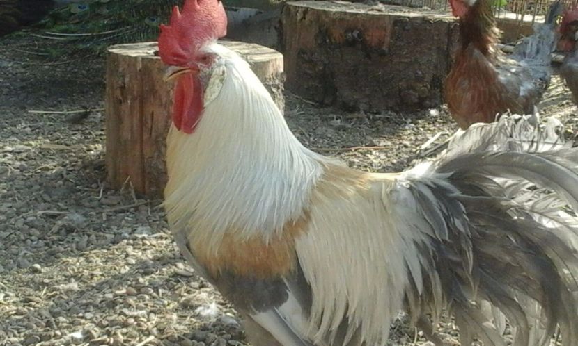 IMG-20170806-WA0017 - De vanzare gaini italiene 2018