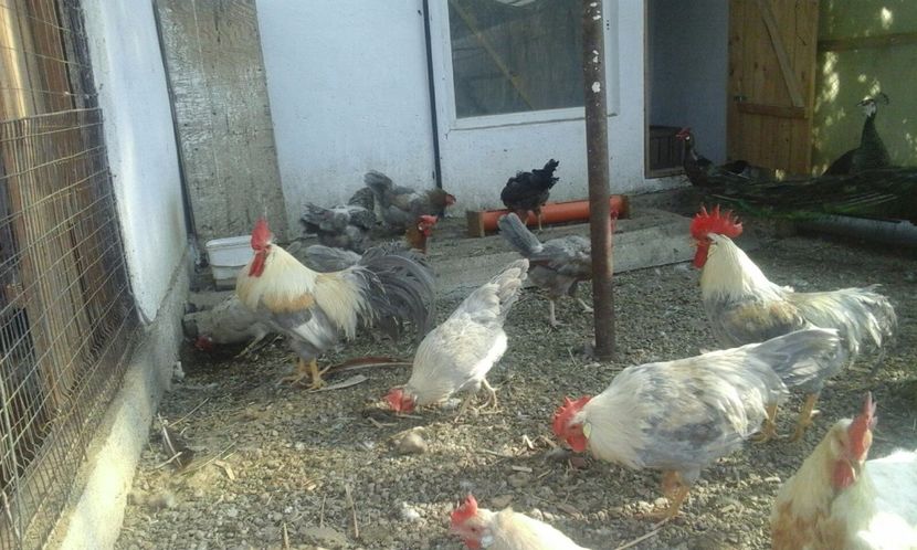 IMG-20170806-WA0022 - De vanzare gaini italiene 2018