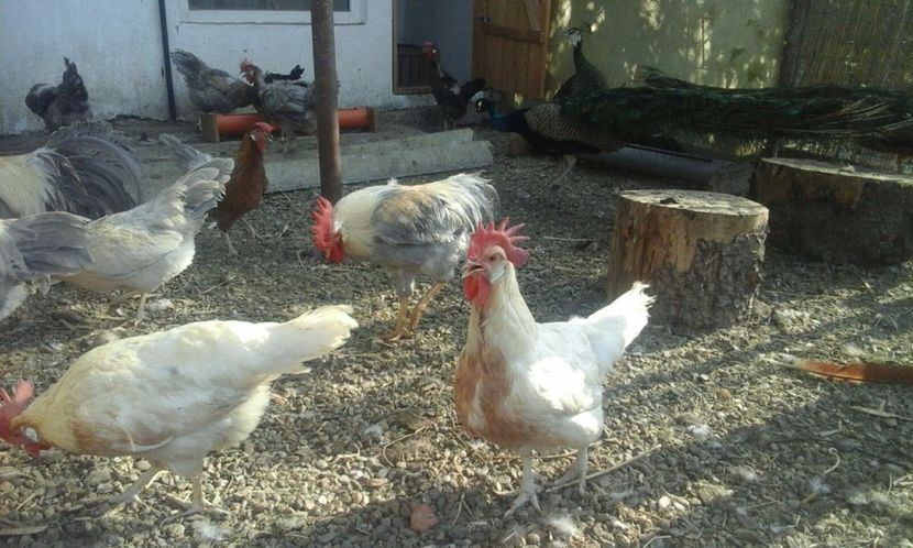 IMG-20170806-WA0024 - De vanzare gaini italiene 2018