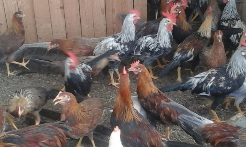 IMG-20170806-WA0025 - De vanzare gaini italiene 2018