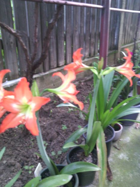  - 01-Flori din curtea mea 2017