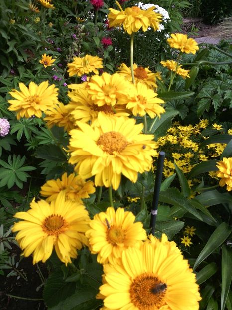  - 01-Flori din curtea mea 2017