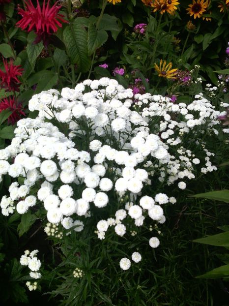  - 01-Flori din curtea mea 2017