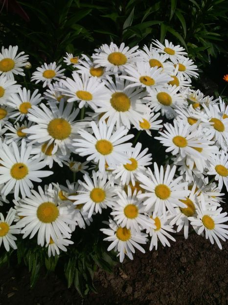  - 01-Flori din curtea mea 2017