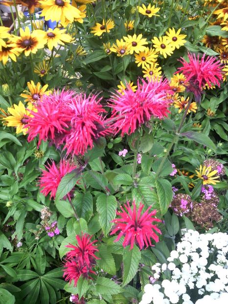  - 01-Flori din curtea mea 2017