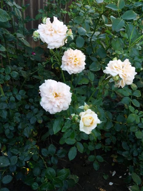  - Sangerhauser Jubilaumrose