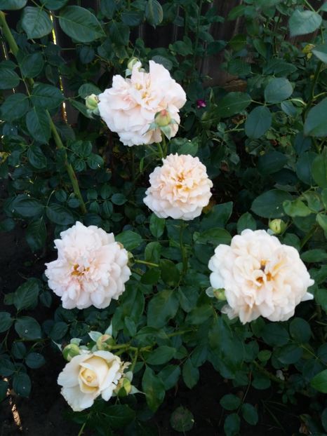  - Sangerhauser Jubilaumrose