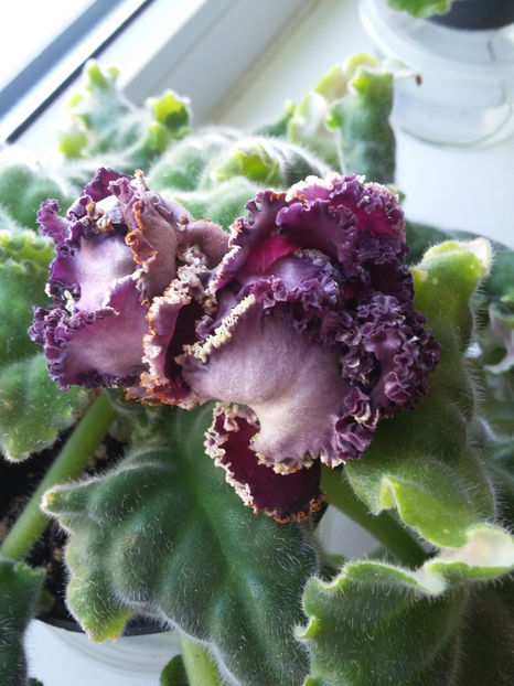 RS-Gercoginia Lux - Violete 2017