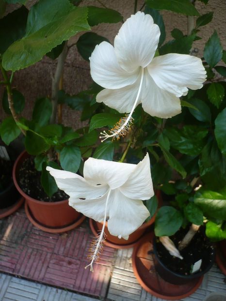P1340180 - HIBISCUSI 2017-3