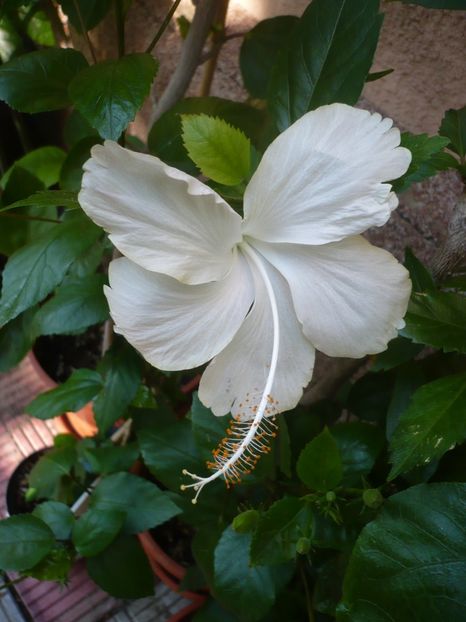 P1340187 - HIBISCUSI 2017-3