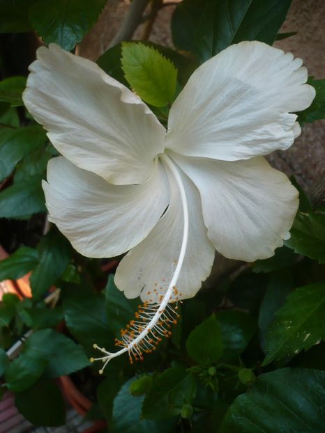 P1340188 - HIBISCUSI 2017-3