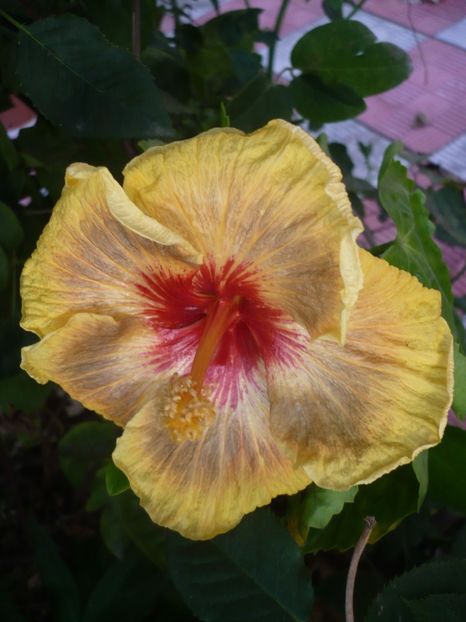 P1340204 - HIBISCUSI 2017-3