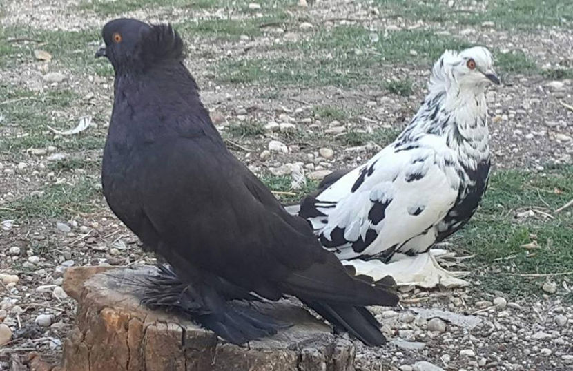  - M-Porumbei Uriași Maghiari