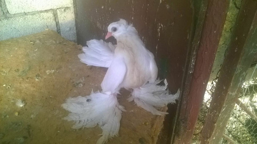  - SIBERIENI MATCA 2017