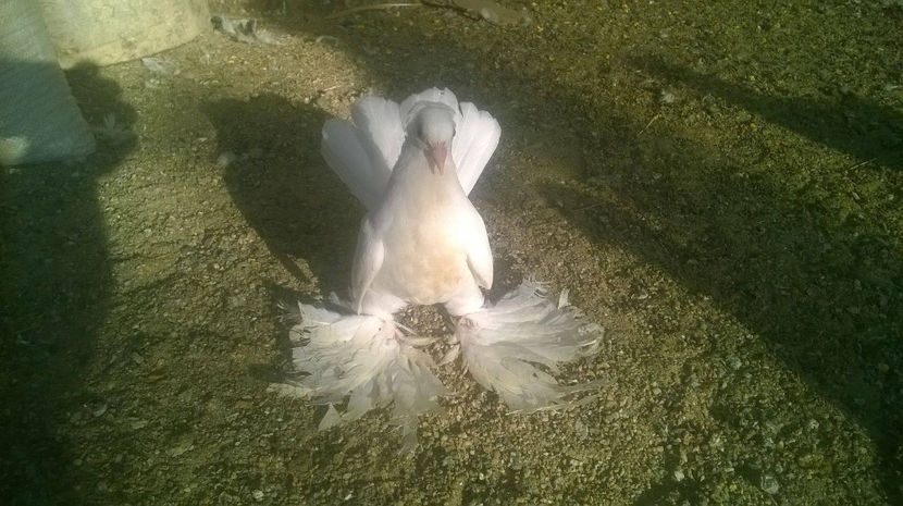 20793879_1521771297880281_1176051589_o - SIBERIENI MATCA 2017