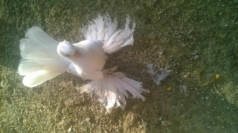  - SIBERIENI MATCA 2017