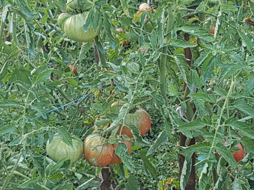 Urmatoarea generatie - 03 Gradinuta de legume 2017