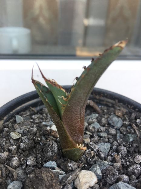 Pui titanoa - Agave 2017