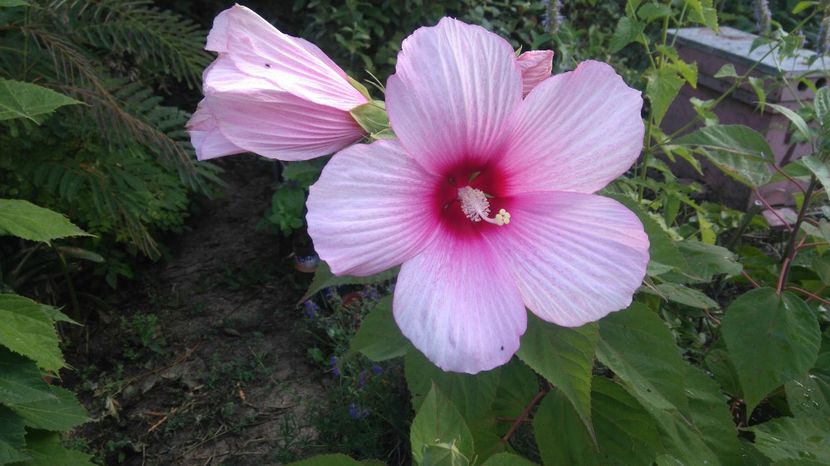 HM alb cu rosu - Gradina flori 2017
