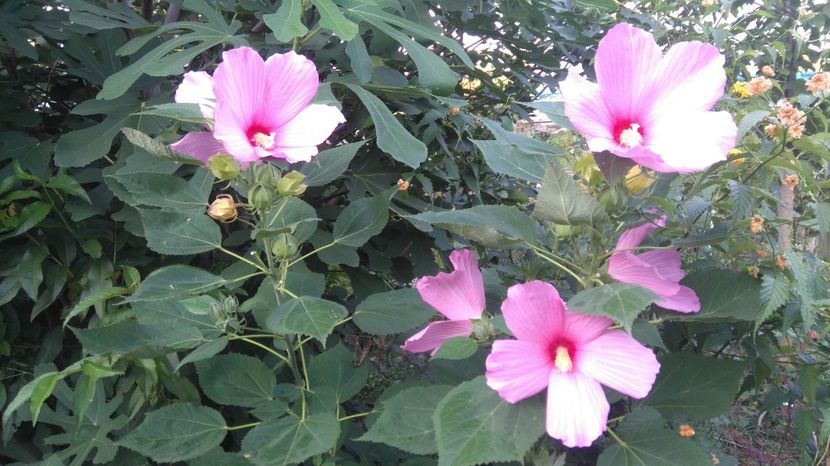  - Gradina flori 2017