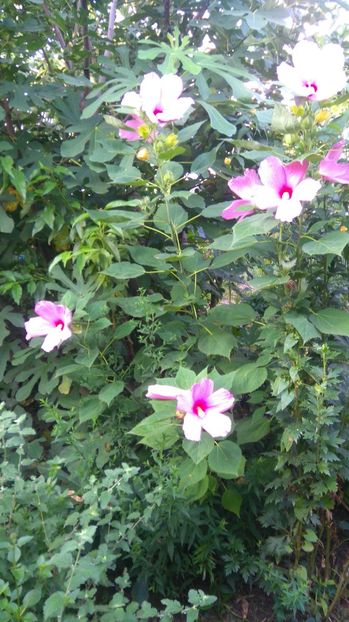  - Gradina flori 2017
