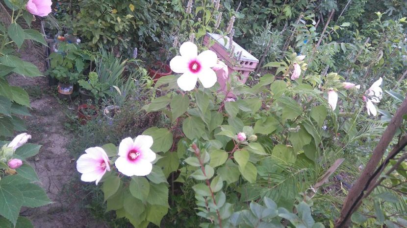  - Gradina flori 2017