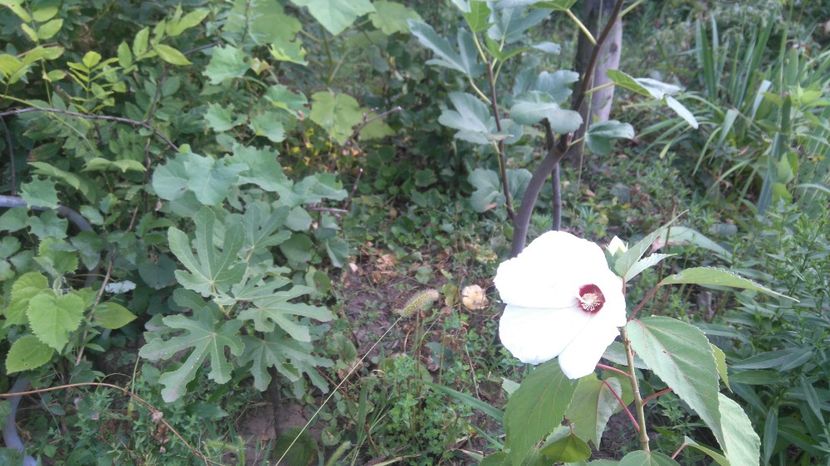  - Gradina flori 2017
