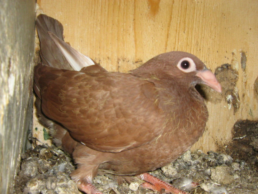 Picture 764 - VOIAJORI STIL VECHI SI  VOIAJORI DE FRUMUSETE