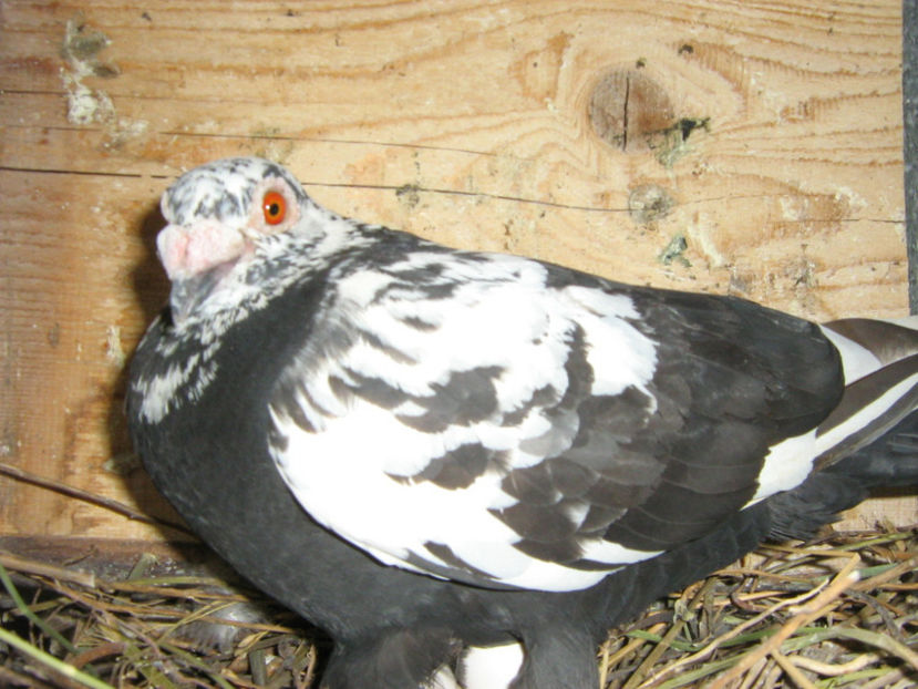 Picture 762 - VOIAJORI STIL VECHI SI  VOIAJORI DE FRUMUSETE