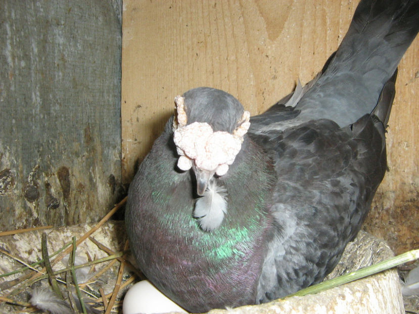 Picture 763 - Gut si albastru