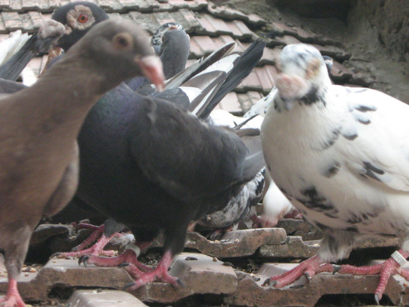 Picture 661 - VOIAJORI STIL VECHI SI  VOIAJORI DE FRUMUSETE