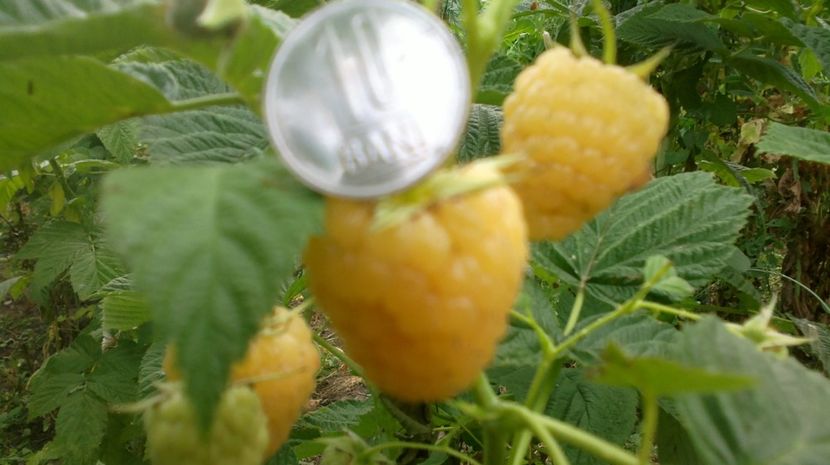 2016-06-27-5192 - oferta primavara 2018