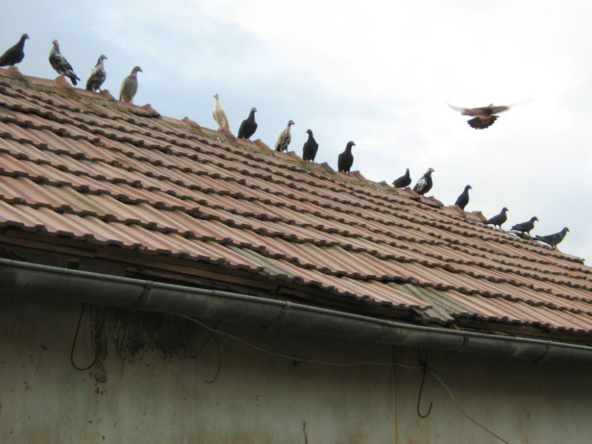 PORNITI DUPA MINE - PORUMBEI-selectii