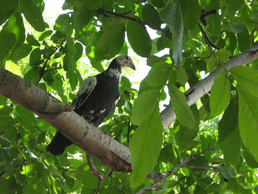 Picture 724 - VOIAJORI STIL VECHI SI  VOIAJORI DE FRUMUSETE